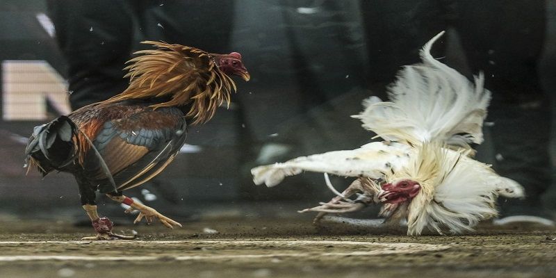 Những ưu điểm tuyệt vời của I9bet 