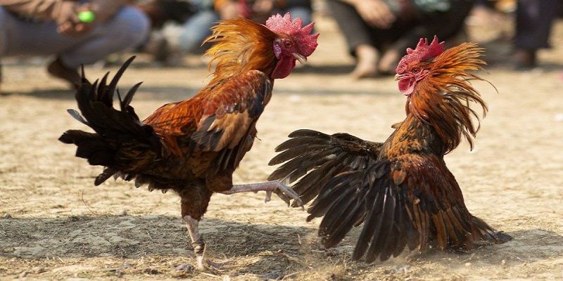 Tìm hiểu cách tham gia đá gà trực tiếp Thomo